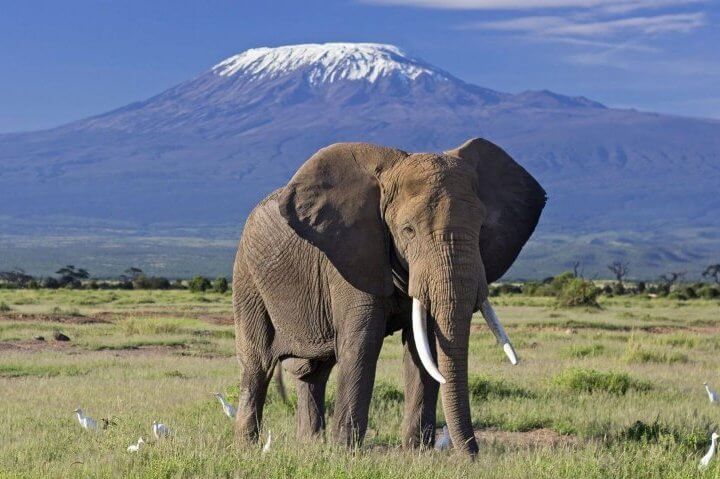 kilimanjaro amboseli national park e1582885400681
