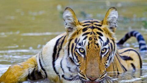 Tadoba Tiger Reserve | Ice India | Corporate Event Management & Mice Travel Agency Tadoba Tiger Reserve