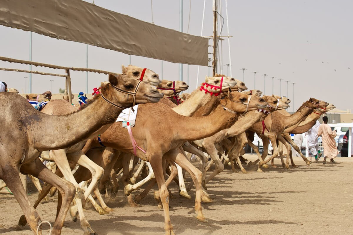 Camel Racing Experience | Ice India | Corporate Event Management & Mice Travel Agency camel racing experience